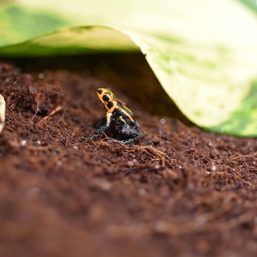 Frog on Coir Block Substrate